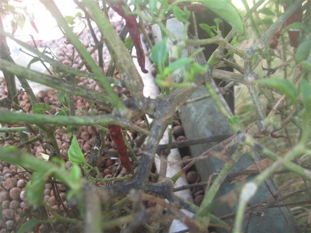 bug infestation 002 (Small).jpg