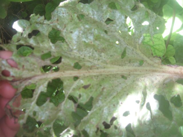 bug infestation 003 (Small).jpg