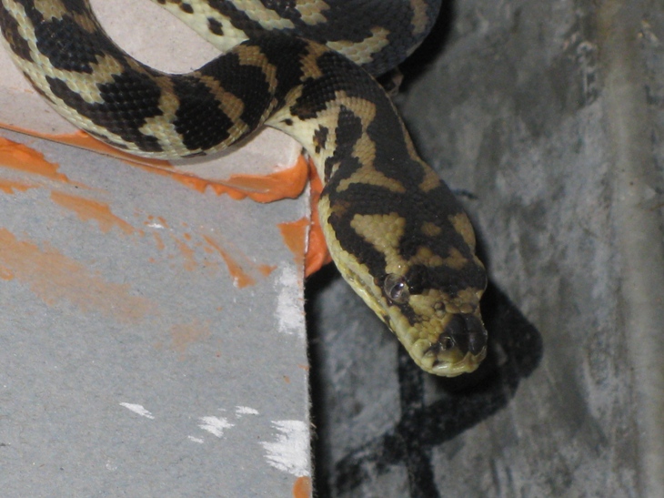 Oh great! sharing my house aGAIN! 003.JPG