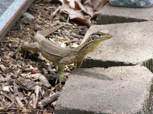 tn_inquisitive goanna.JPG