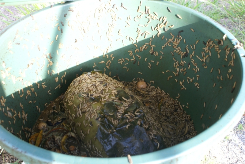 Compost black soldier flies 001.jpg