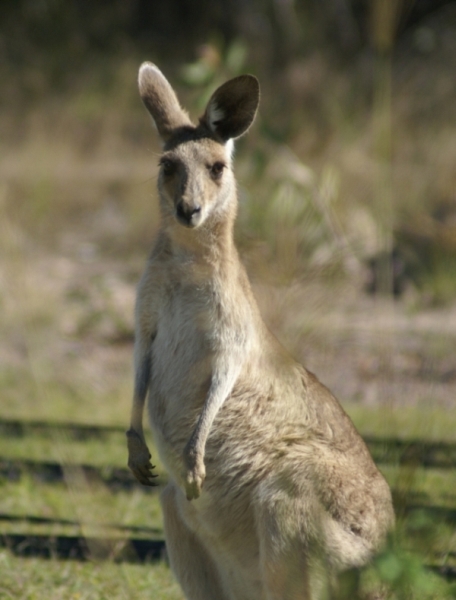 Neighbours Kangaroo 001sm.jpg