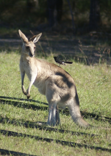 Neighbours Kangaroo and Willy Wag Tail sm.jpg