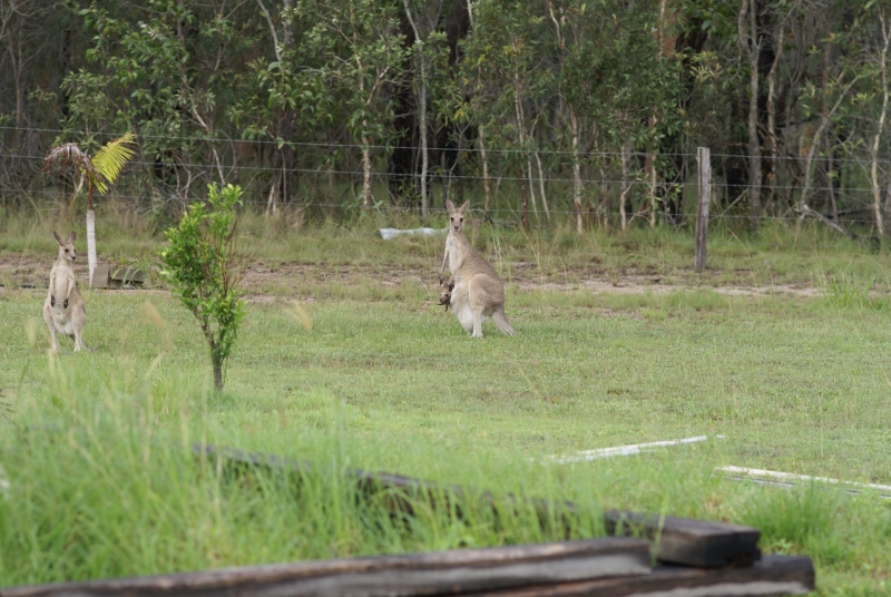 Neighbours Kangaroo and joey.jpg