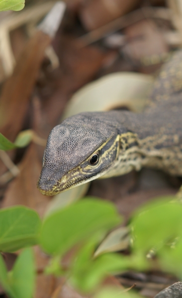 Neighbours Goanna (alligator) Close Up near hose sm.jpg