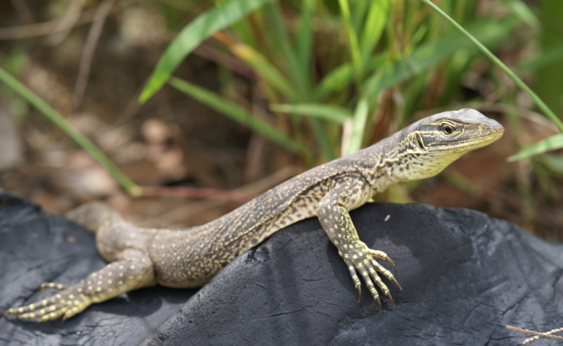 Neighbours Goanna (alligator) Close Up on Tyre sm.jpg