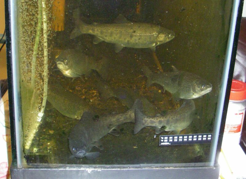 indoor-outdoor trout.jpg