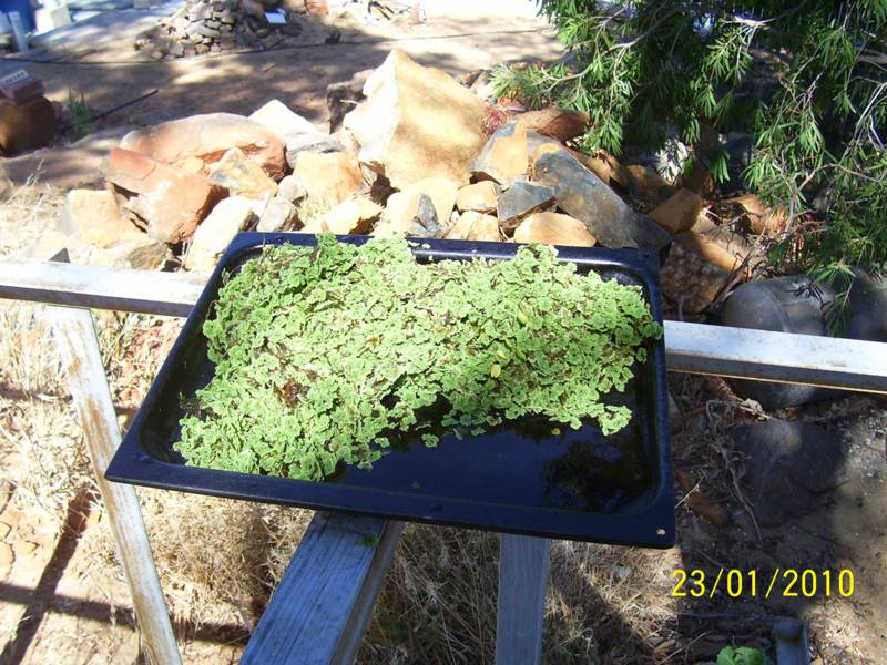 1st-DuckWeed-Harvest.jpg