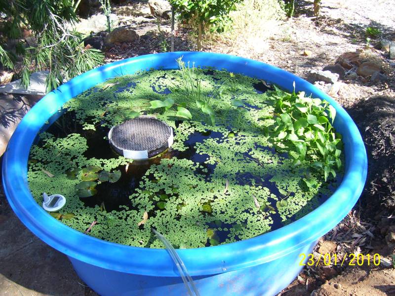 Tank-After-DuckWeed-Harvest.jpg