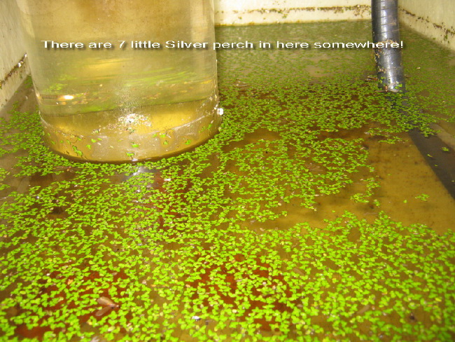 designaponics 005.jpg