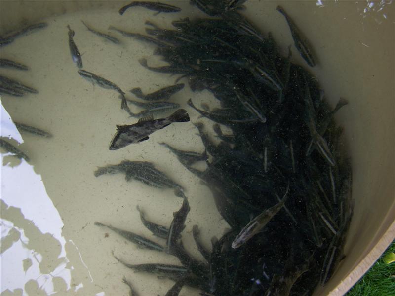 100_4323 (Medium).JPG