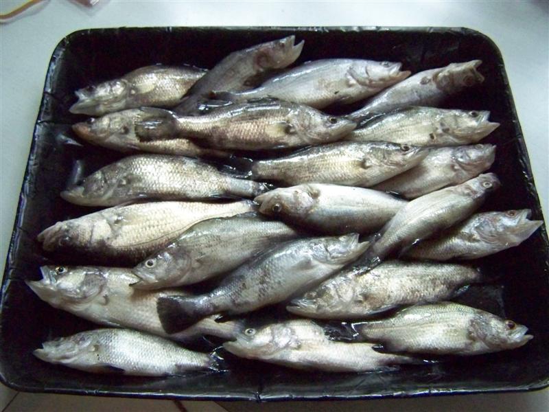 100_4324 (Medium).JPG