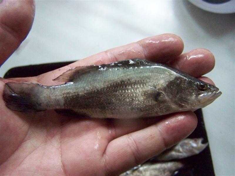 100_4325 (Medium).JPG