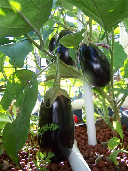 100_4328 (Medium).JPG