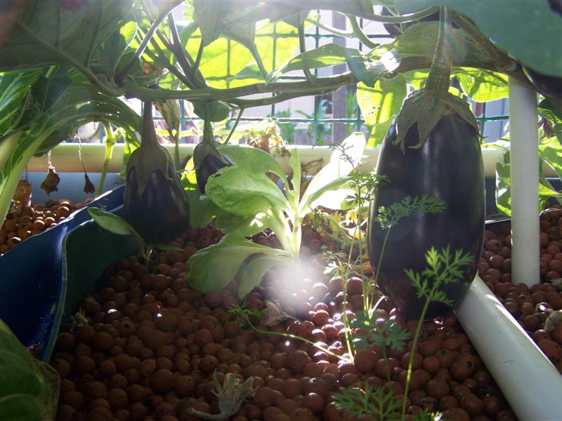 100_4329 (Medium).JPG