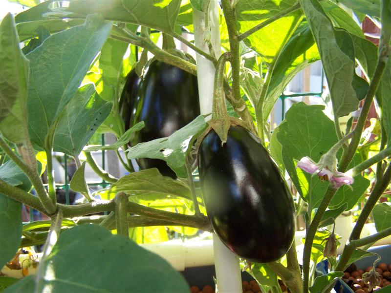 100_4330 (Medium).JPG