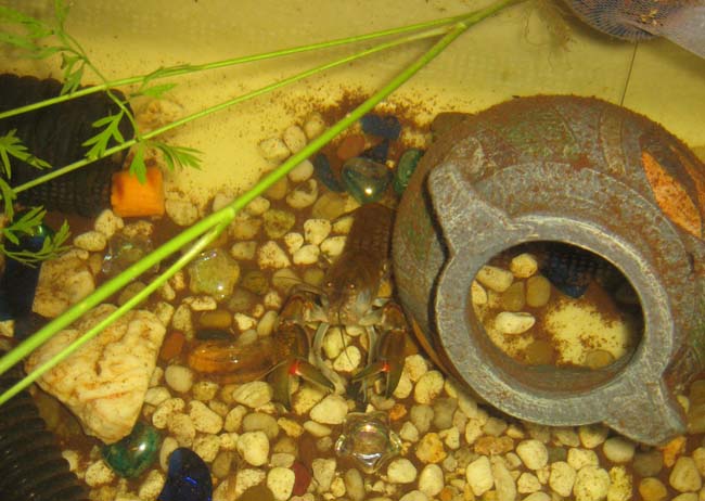 Yabbies love fresh vegetables.jpg