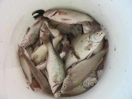 Fish in Bucket.jpg