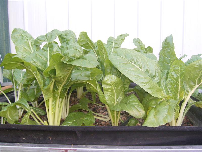 Growing Platform - 3 Feb 07 003 (Medium).jpg