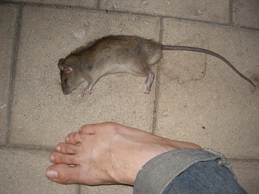 rat2.jpg
