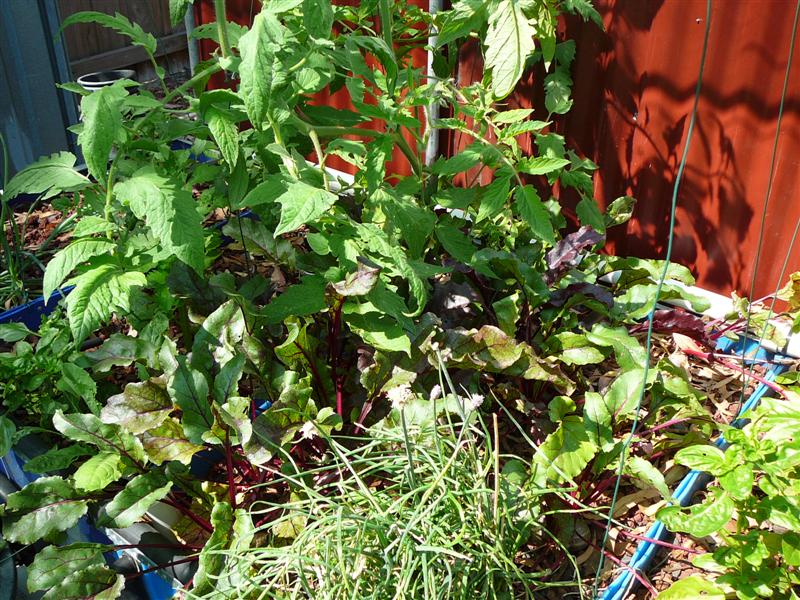 02-02-10 - BAP_BF 001 (Medium).jpg