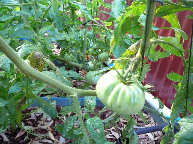 02-02-10 - BAP_BF 015 (Medium).jpg