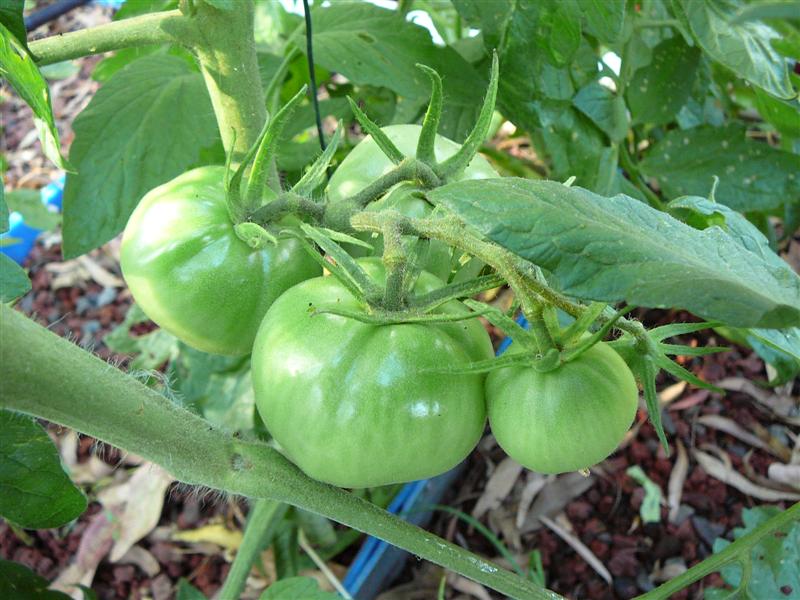 02-02-10 - BAP_BF 016 (Medium).jpg