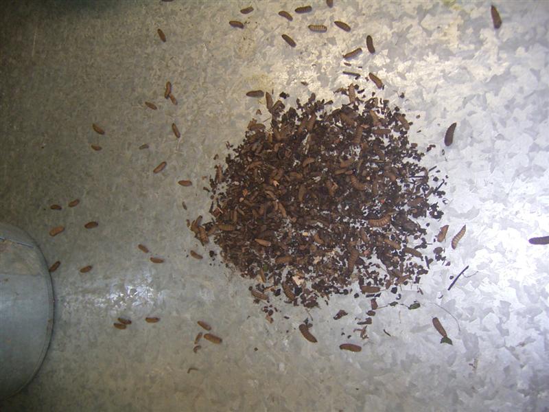 Black Soldier Flies - 4 Feb 07 004 (Medium).jpg