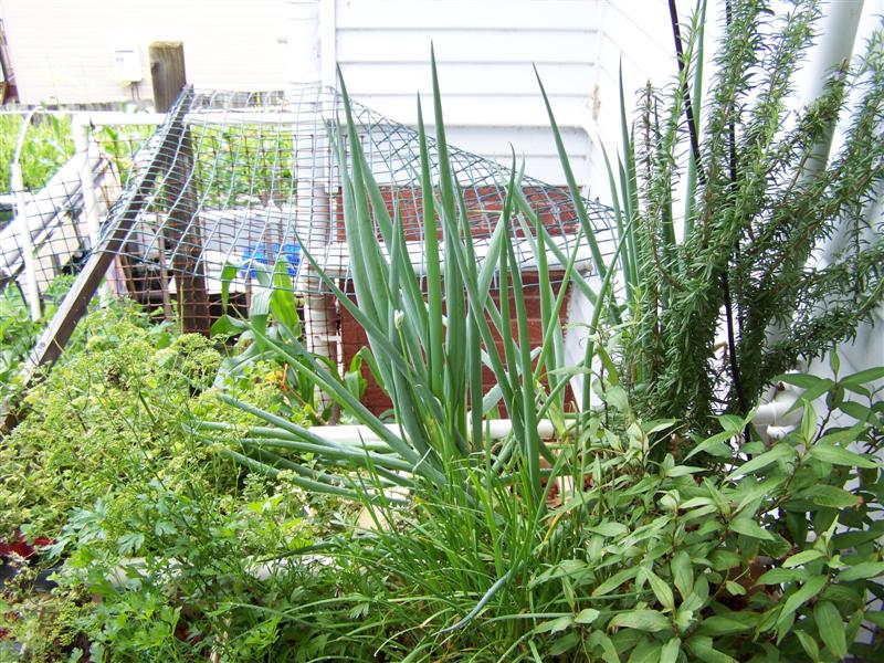 100_4383 (Medium).JPG