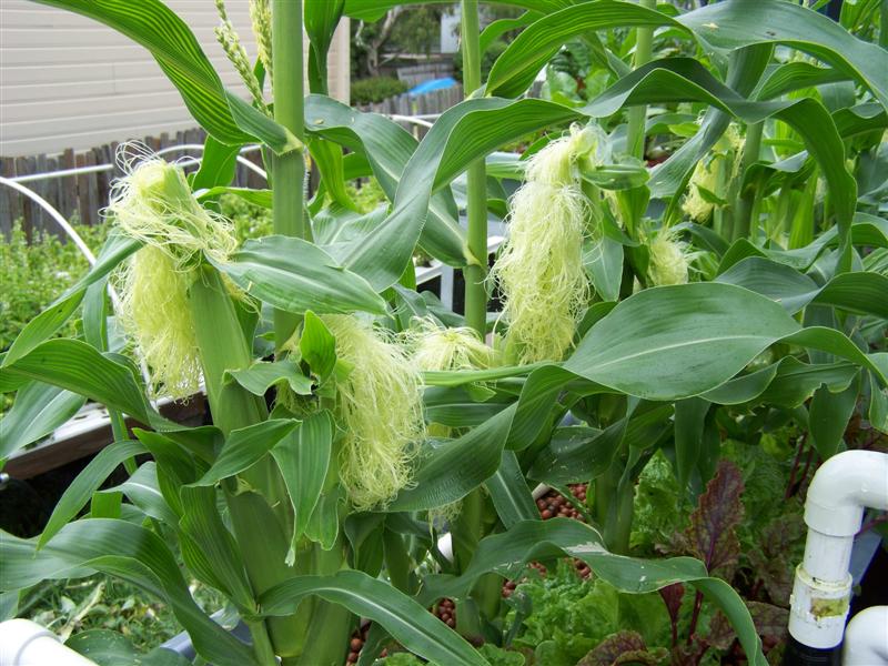 100_4381 (Medium).JPG