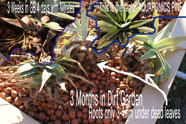 TGB5 1002Feb06th Pineapples Montage LOW.jpg