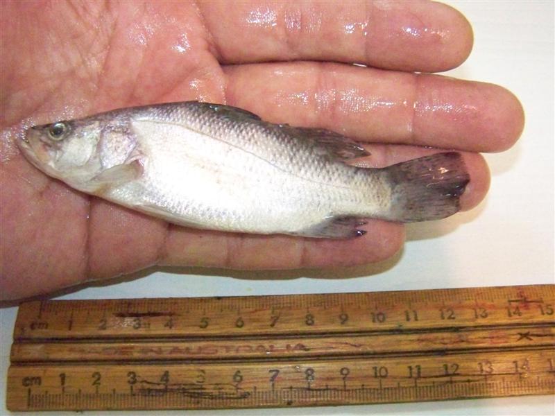 100_4389 (Medium).JPG