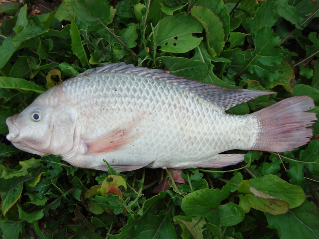 Tilapia.jpg