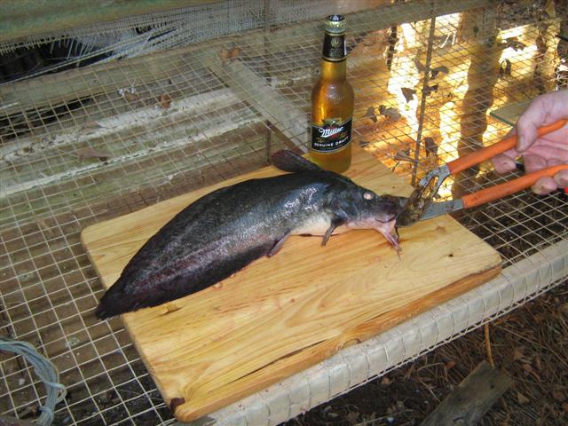 Catfish for eating 001 (Small).jpg