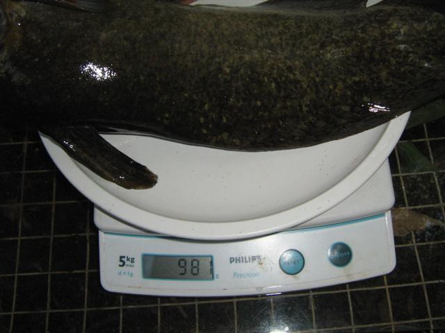 Catfish for eating 012 (Small).jpg