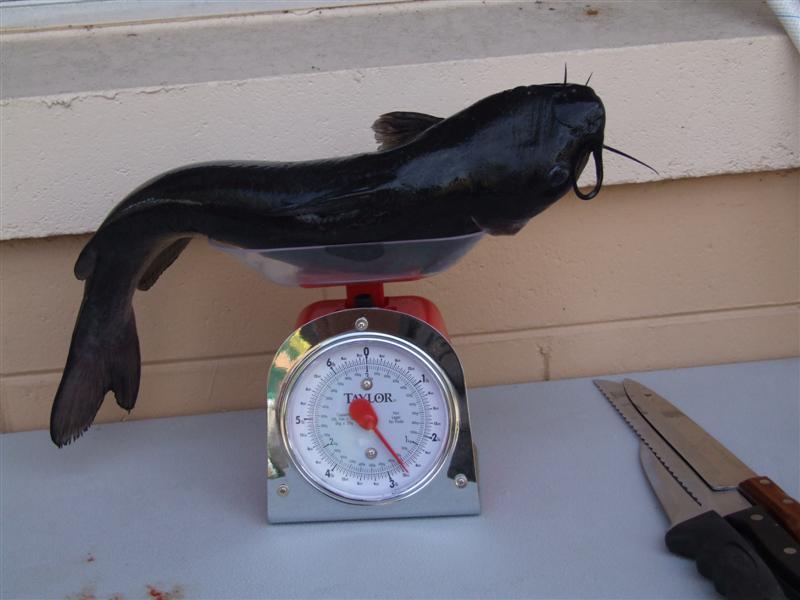 TCL-Catfish1 (Medium).jpg