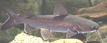 SalmonTailCatFish.jpg