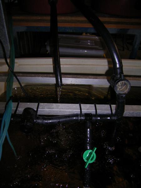 Black Soldier Flies - 4 Feb 07 (Medium).jpg