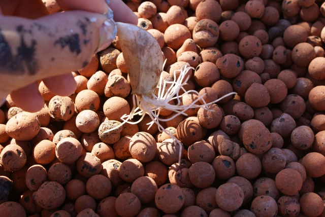 TGB4 1001Jan17th Garlic been in for 4 days only water no nitrates LOW.jpg