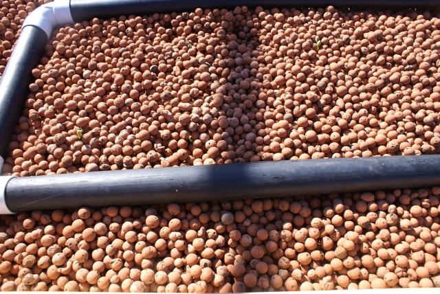 TGB4 1001Jan17th Garlic been in for 4 days Sprouting LOW.jpg