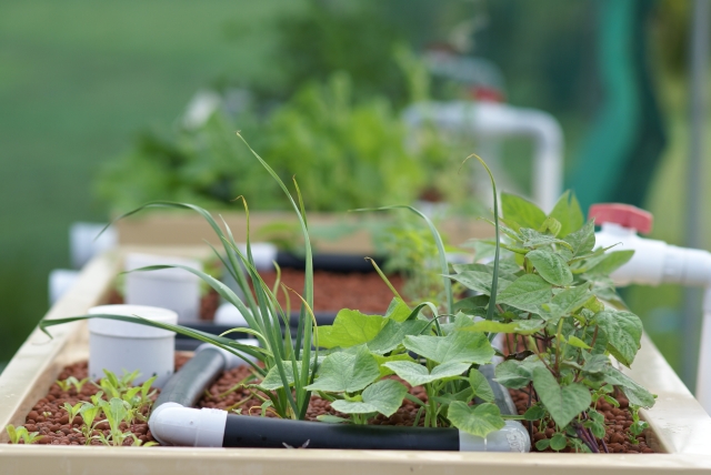 TGB4 1001Jan17th Garlic been in for 25 days 3wks nitrate.jpg