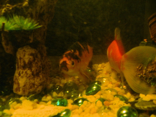 Twitchy and Dirts.jpg