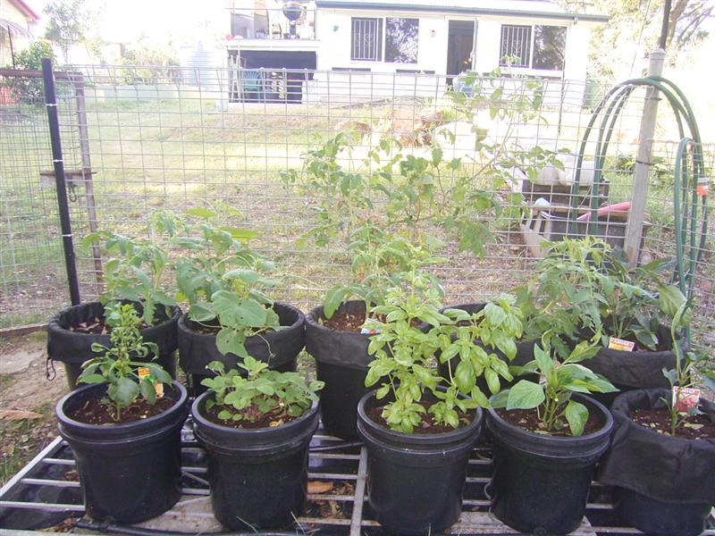 Growing Platform - 3 Feb 07 007 (Medium).jpg