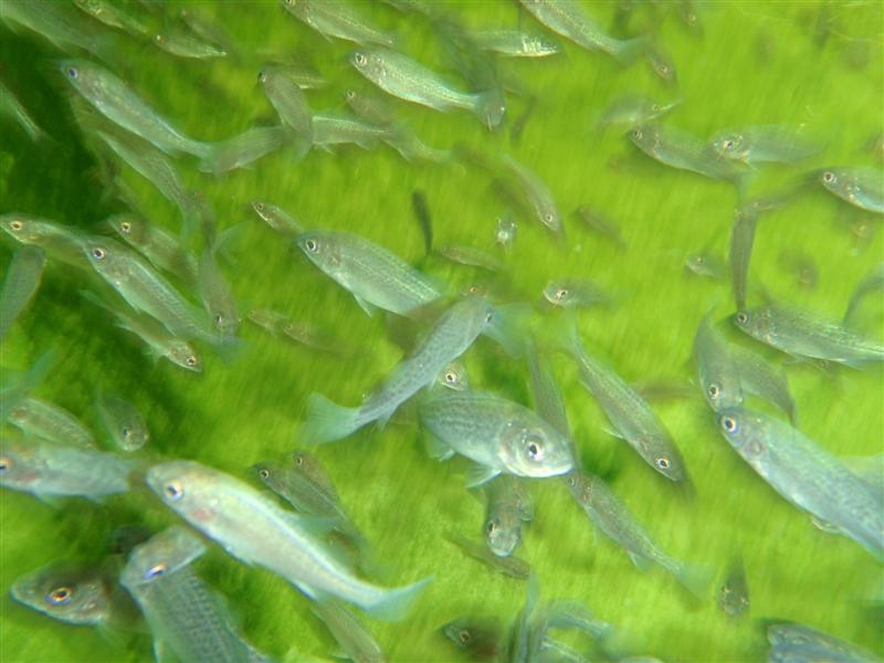 P1250663 (Medium).JPG