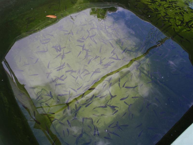 P1250636 (Medium).JPG