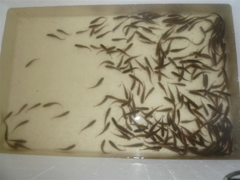 Silvers 033 (Medium).jpg