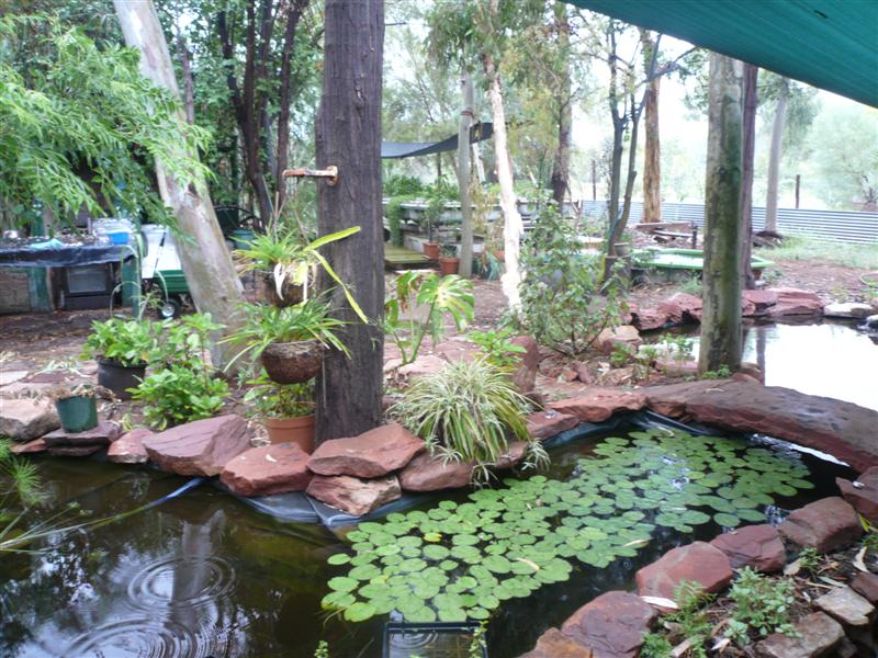 Pond 24 feb 038 (Medium).jpg