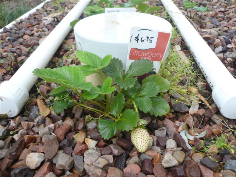 Strawbs 051 (Medium).jpg