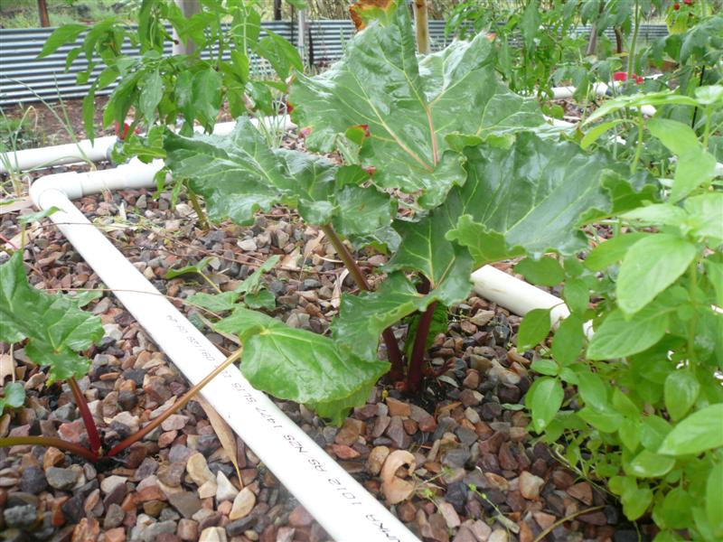Rhubarb 052 (Medium).jpg
