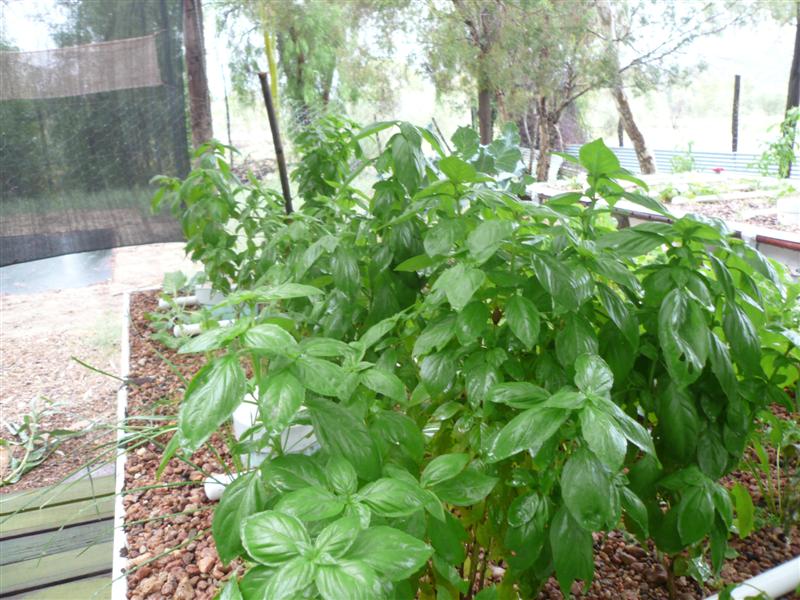 Bulk Basil 047 (Medium).jpg